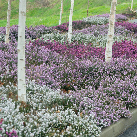 6 Bruyères d'hiver en mélange - Bakker