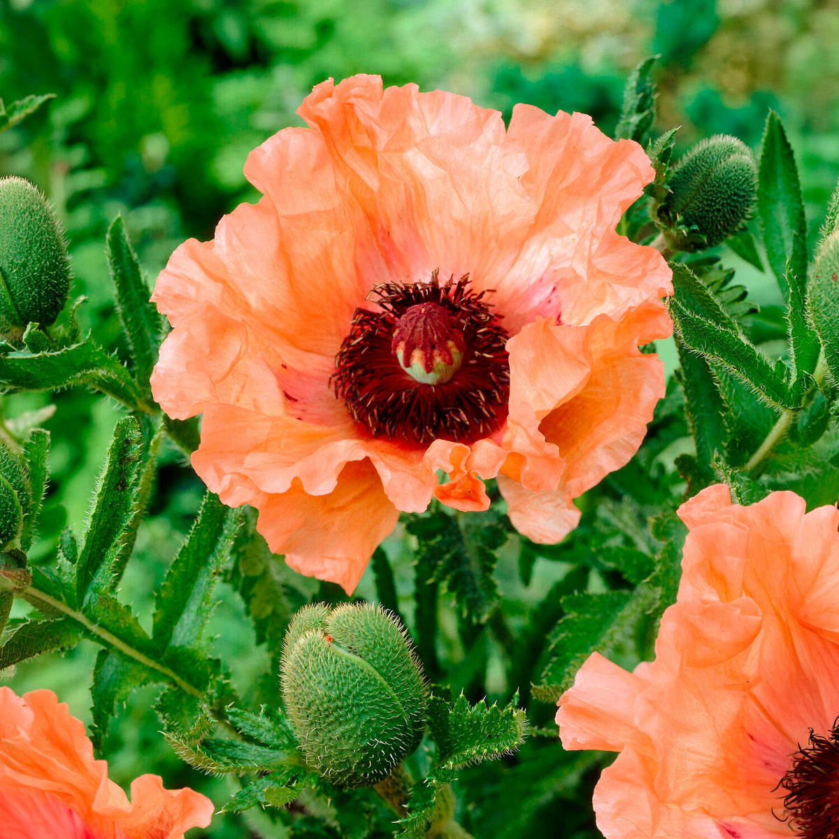 3 Pavots d'Orient orange - Papaver orientale Effendi - Bakker