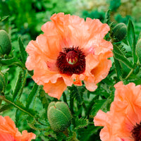 3 Pavots d'Orient orange - Papaver orientale Effendi - Bakker