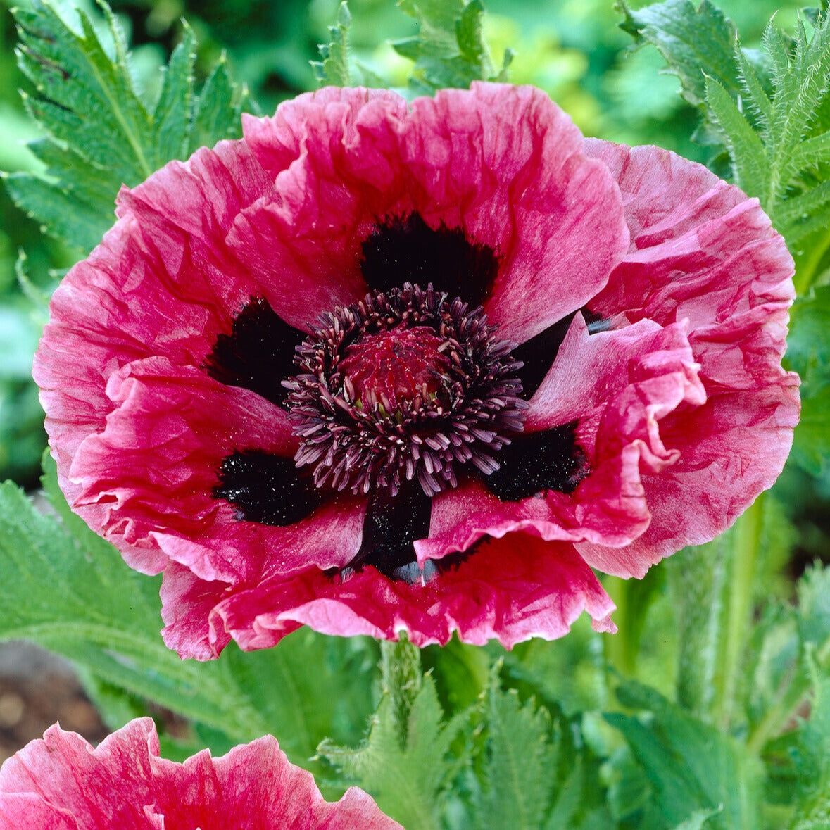 3 Pavots d'Orient Manhattan - Papaver orientale Manhattan - Bakker