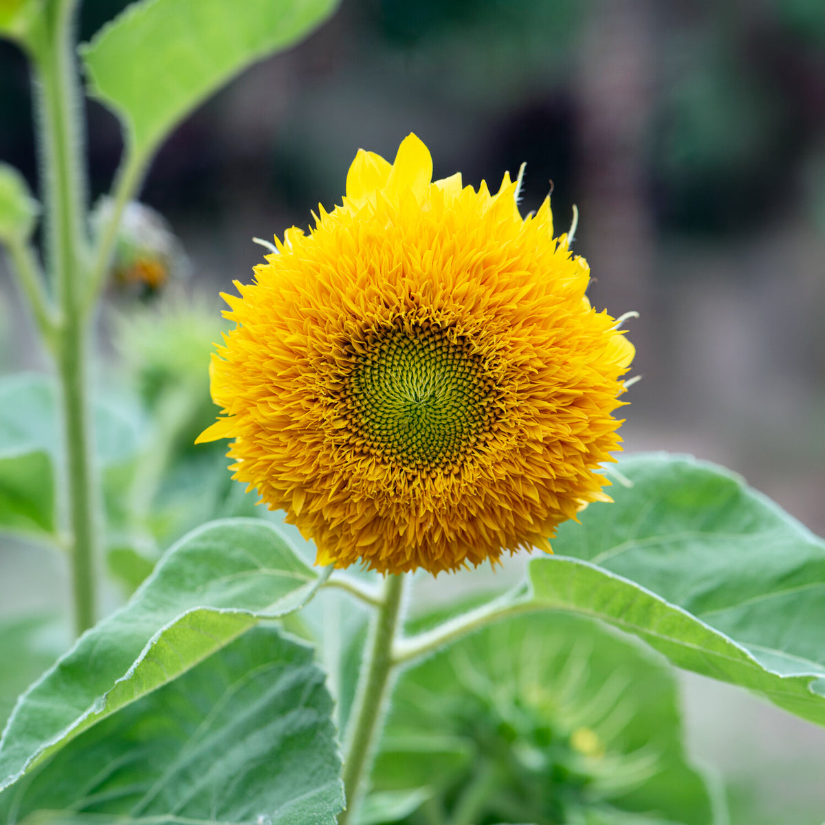 Graines de fleurs annuelles - Tournesol à fleur double naine Teddy Bear - Helianthus annuus teddy bear