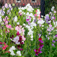 Pois de senteur à grandes fleurs en mélange Bio - Lathyrus odoratus - Bakker