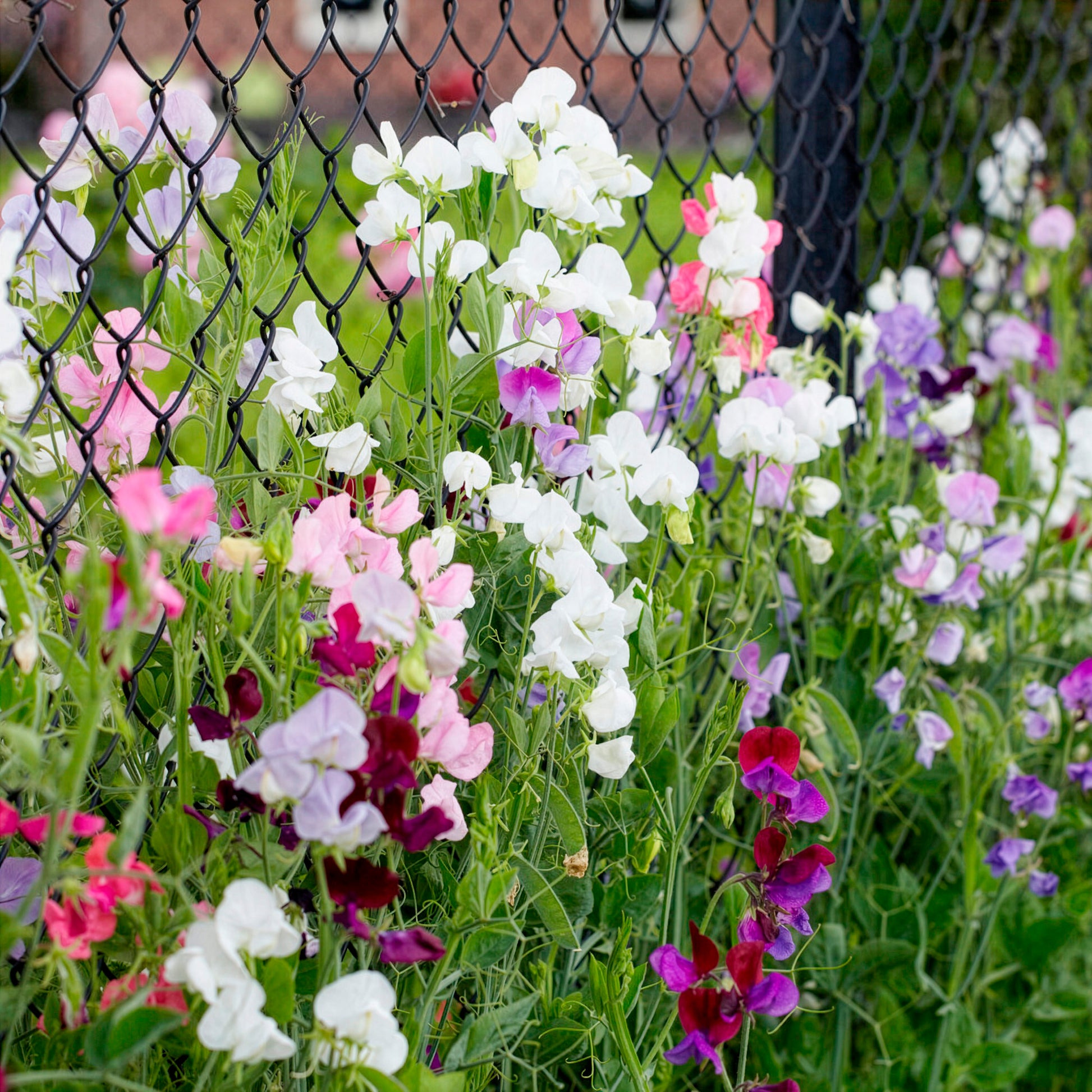Pois de senteur à grandes fleurs en mélange Bio - Lathyrus odoratus - Bakker