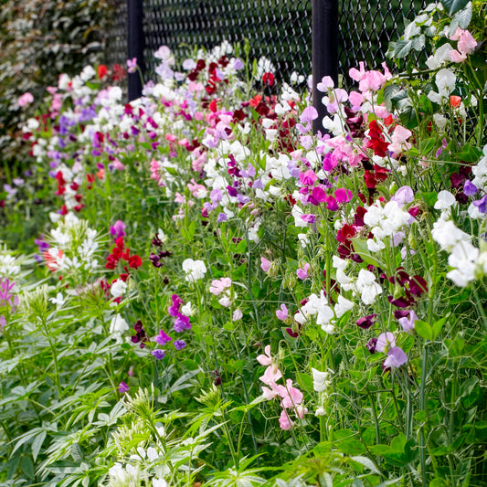 Pois de senteur à grandes fleurs en mélange Bio - Bakker