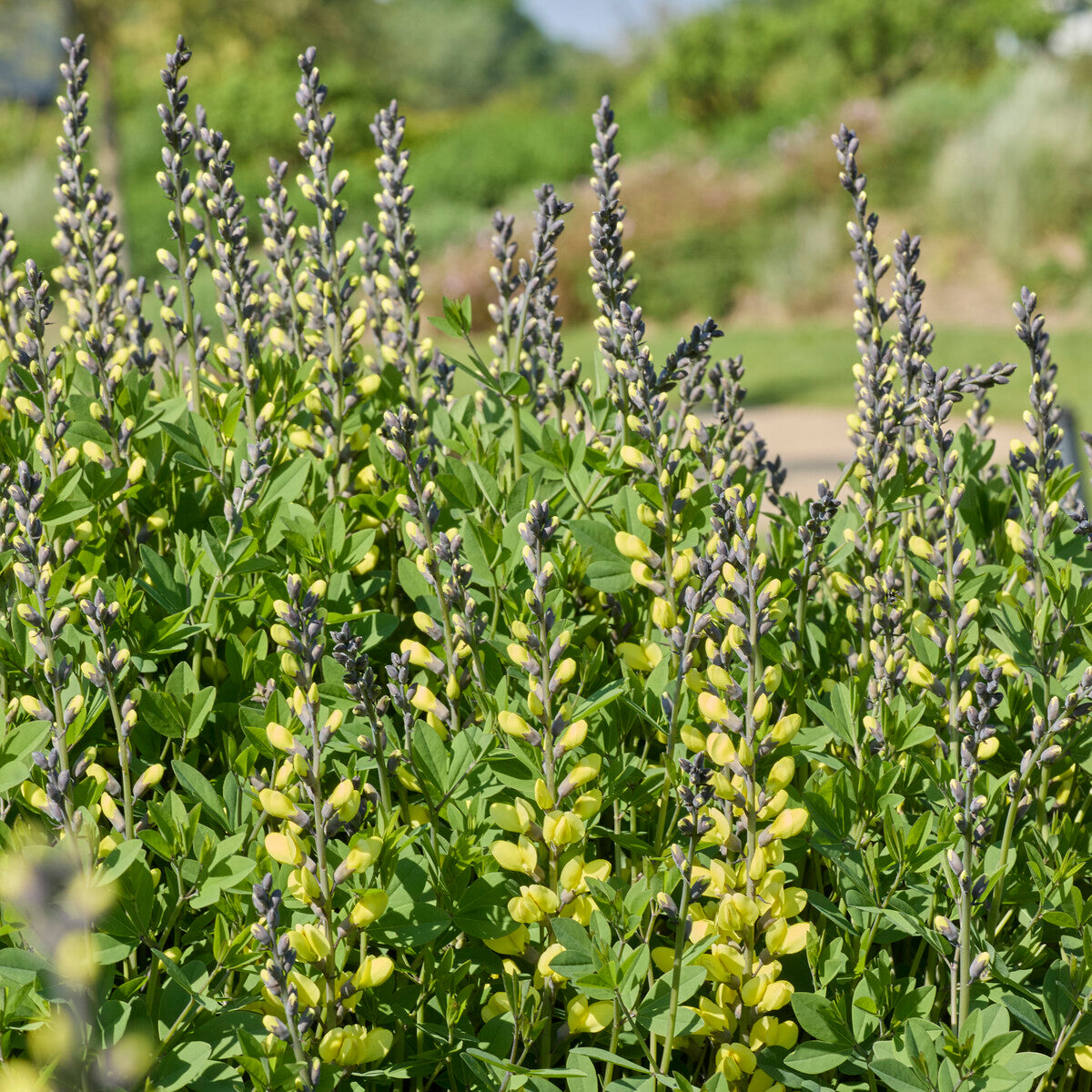 Lupin indigo Vanilla Cream - Baptisia vanilla cream - Bakker