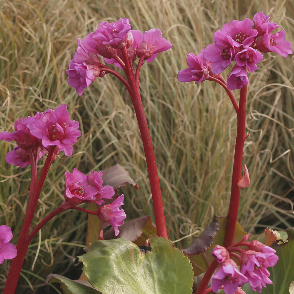 Bergenia cordifolia - Bergénie à feuilles cordées