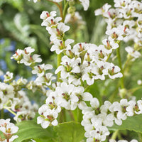 Bergenia Bressingham White - Bergénia Bressingham White - 