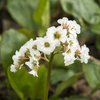 Bergénia Bressingham White - Bergenia Bressingham White - Bakker
