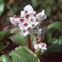  - Bergénia Silberlicht - Bergenia Silberlicht