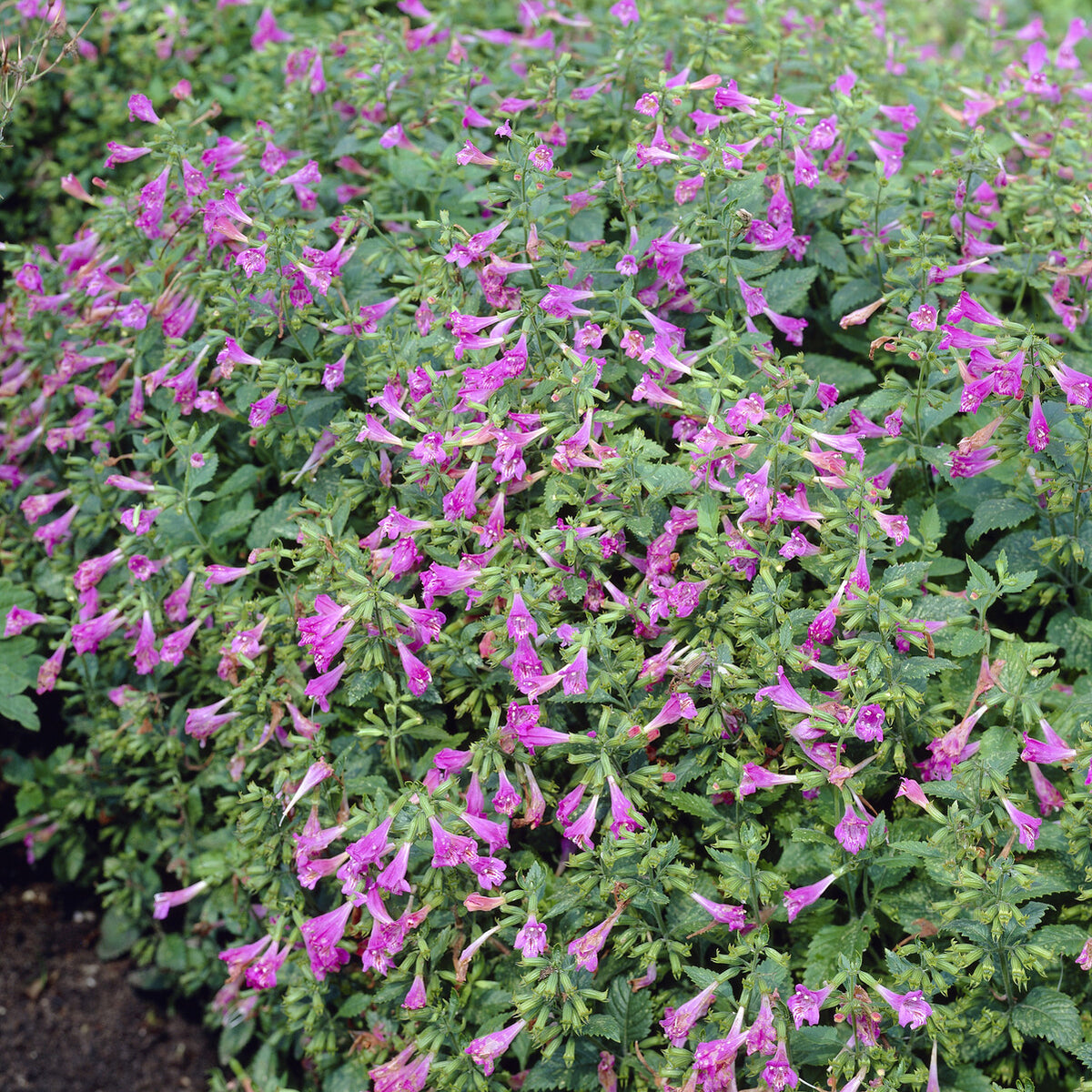 Calamintha grandiflora - Calament - Thés de l'Aubrac - Calament