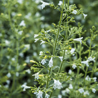 Petit calament White Cloud - Calamintha nepeta White Cloud - Bakker