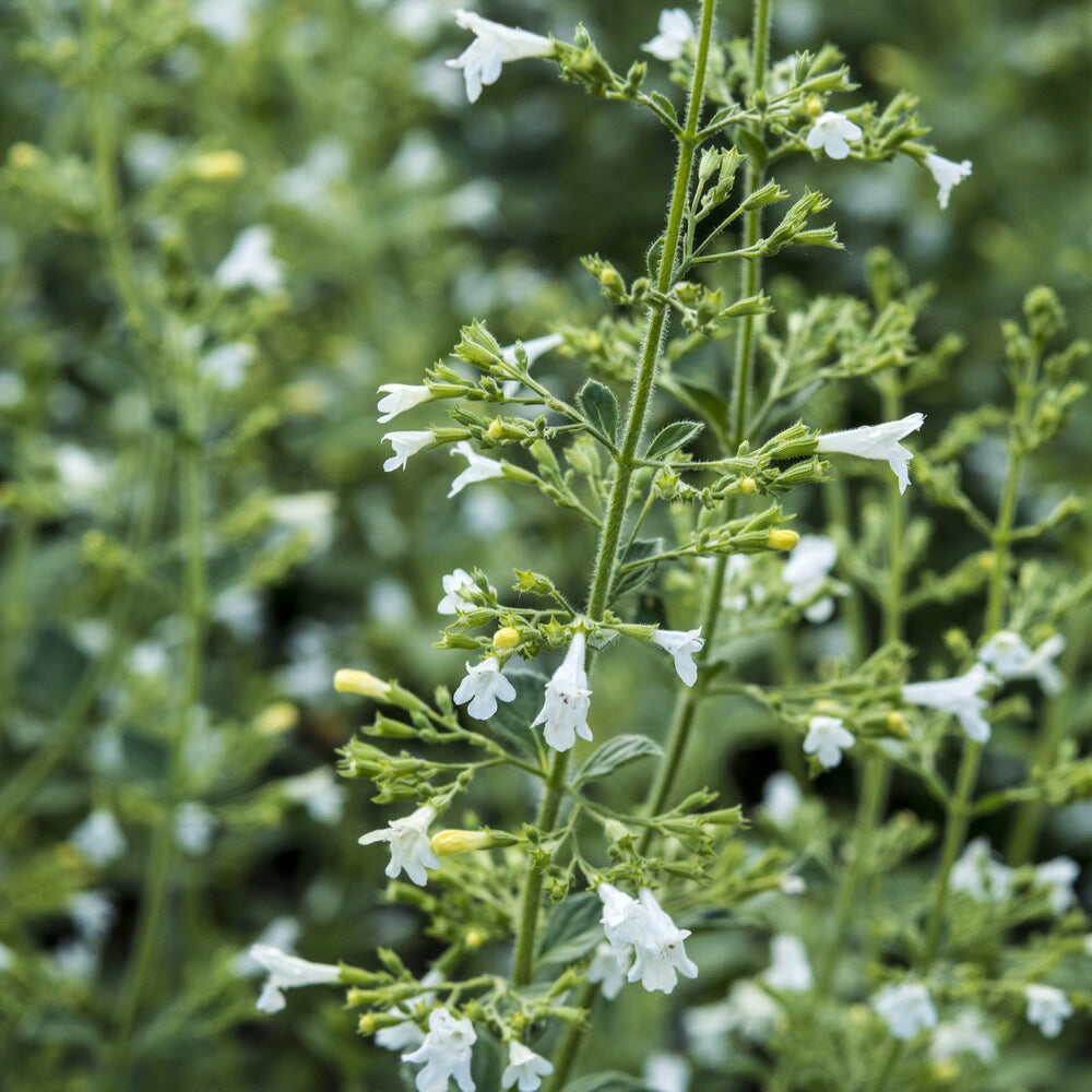 Petit calament White Cloud - Calamintha nepeta White Cloud - Bakker