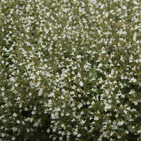 Petit calament White Cloud - Bakker