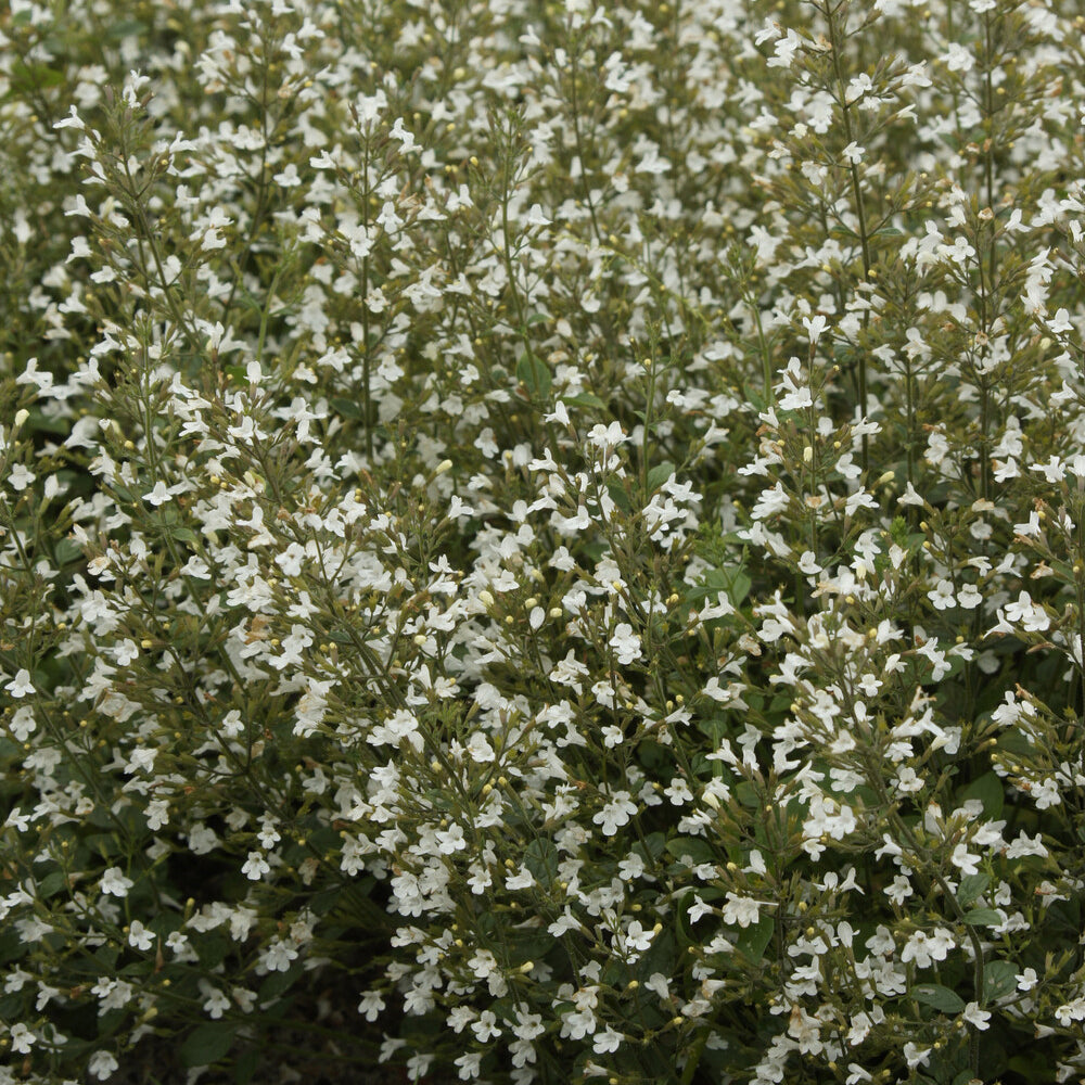 Calamintha nepeta - Calament népéta