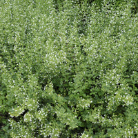 Calamintha nepeta White Cloud - Petit calament White Cloud - 