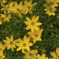 Coreopsis verticillata Zagreb - 3 Coreopsis verticillé Zagreb - Vivaces fleuries