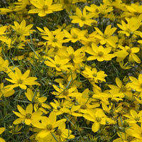 3 Coreopsis verticillé Zagreb - Bakker