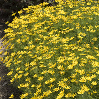 3 Coreopsis verticillé Zagreb - Coreopsis verticillata Zagreb - Bakker