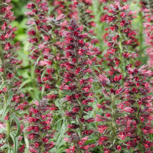 Echium amoenum Red Feathers