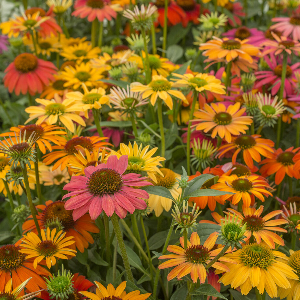 Echinacea purpurea Cheyenne Spirit - Echinacée pourpre Cheyenne Spirit  - Vivaces fleuries