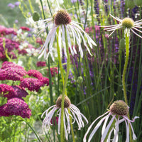 Echinacea pallida Hula Dancer - Rudbeckia pâle Hula Dancer Echinacée pâle Hula Dancer - Vivaces fleuries