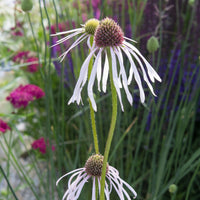 Vivaces fleuries - Rudbeckia pâle Hula Dancer Echinacée pâle Hula Dancer - Echinacea pallida Hula Dancer