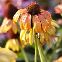 Rudbeckia pourpre Tangerine Dream - Echinacea - Bakker
