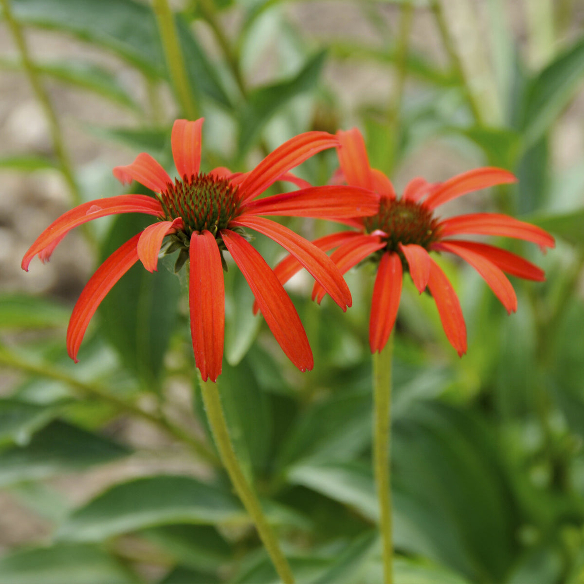 Echinacée Tomato soup Echinacée pourpre - Echinacea purpurea Tomato Soup - Bakker