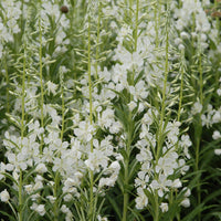 Plantes vivaces - Épilobe blanche - Epilobium angustifolium Album