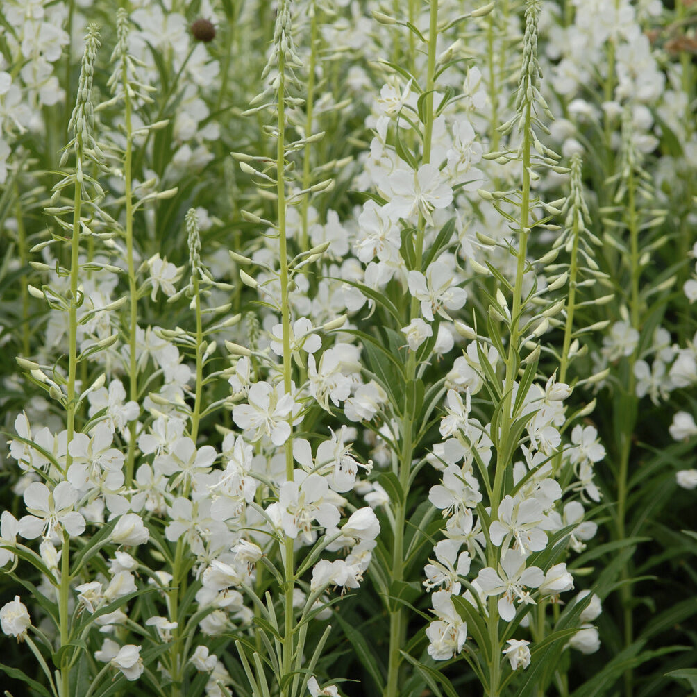 Plantes vivaces - Épilobe blanche - Epilobium angustifolium Album