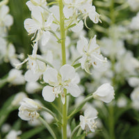 Epilobium angustifolium Album - Épilobe blanche - Plantes vivaces