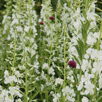 Épilobe blanche - Epilobium angustifolium Album - Bakker