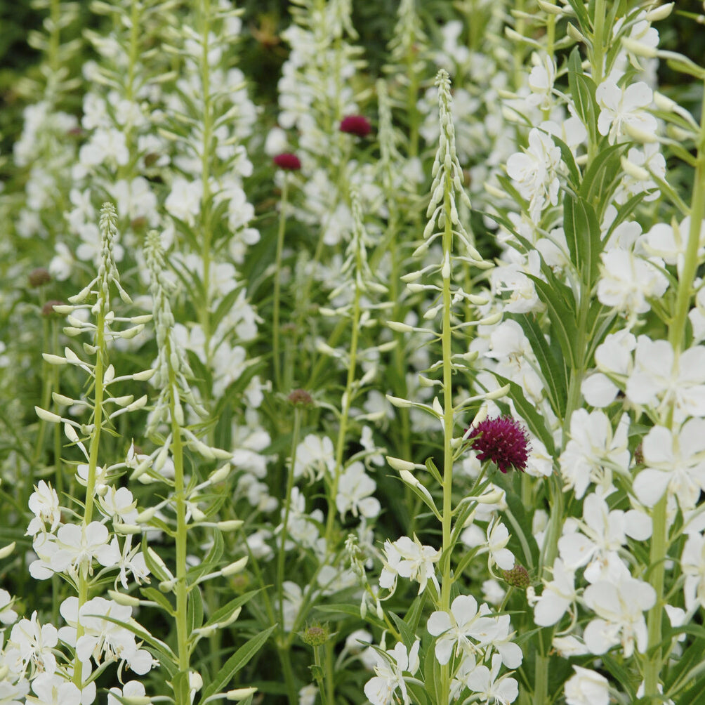 Épilobe blanche - Epilobium angustifolium Album - Bakker