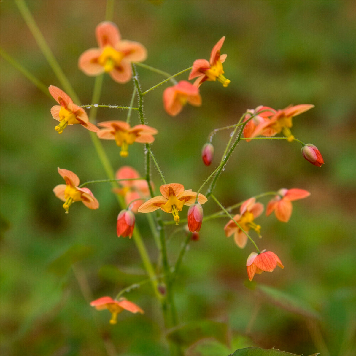 Epimedium pubigerum Orangekonigin - Bakker