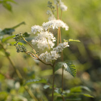 Filipendula ulmaria - 3 Reine des prés - Vivaces fleuries