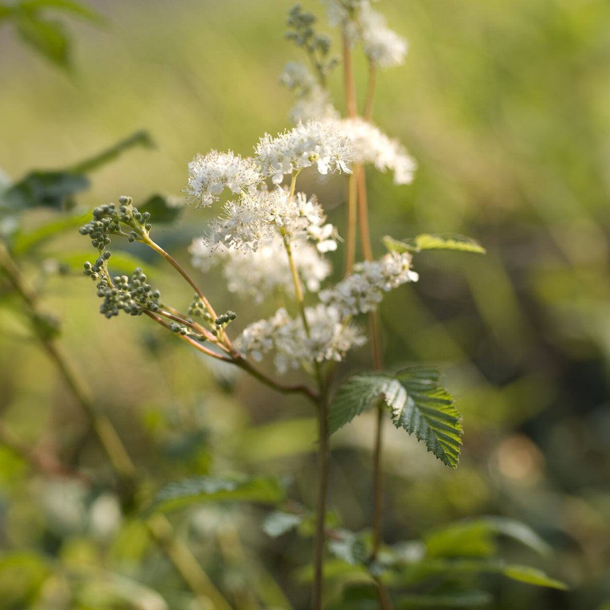 Filipendula ulmaria - Reine des prés - Vivaces fleuries
