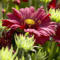 Gaillarde Bourgogne - Gaillardia Burgunder - Bakker