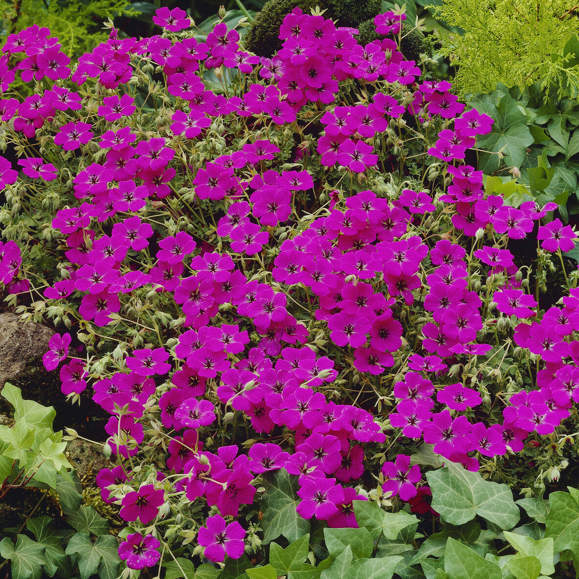 Géranium vivace Giuseppii - Bakker