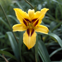 Hémérocalle Bonanza - Hemerocallis bonanza - Bakker