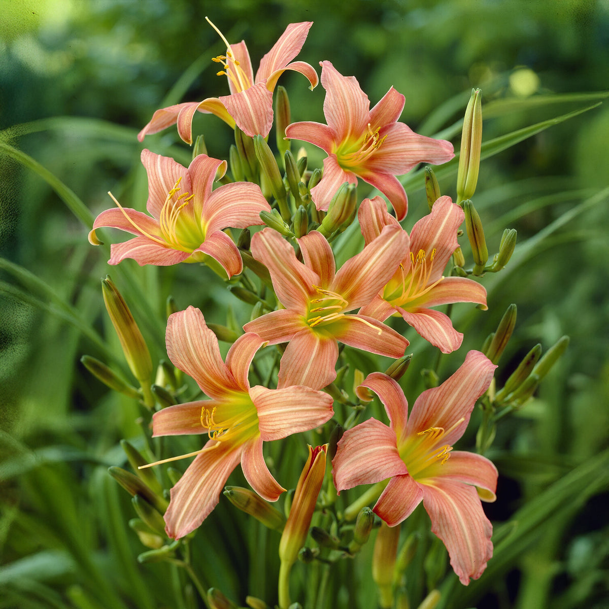 Hémérocalle Pink Charm - Bakker
