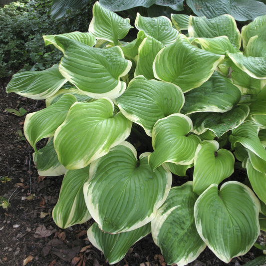 Hosta Fragrant Bouquet - Bakker