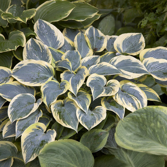 Hosta First Frost - Bakker