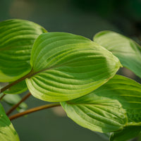 Hosta Purple Heart - Hosta Purple Heart - Bakker