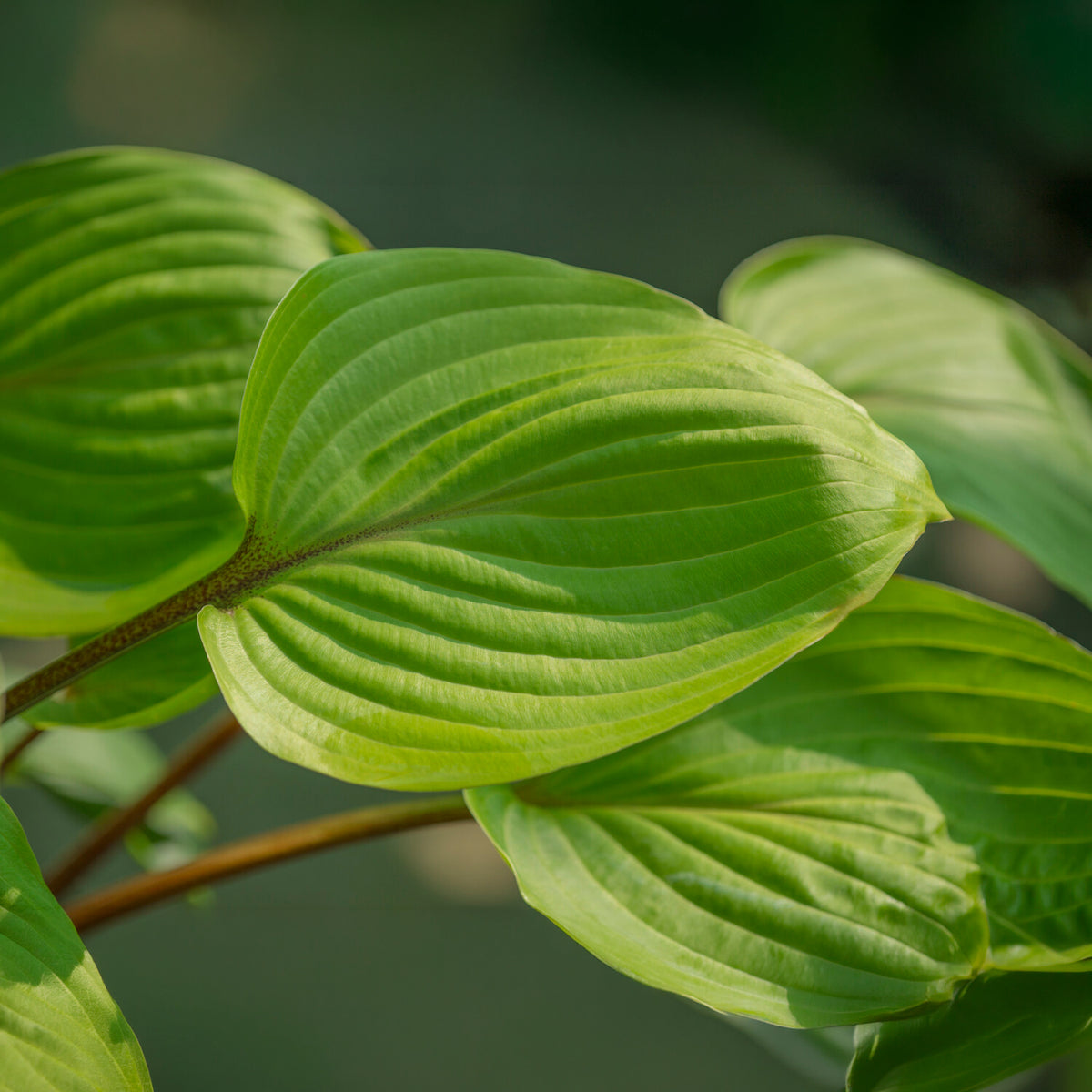 Hosta Purple Heart - Hosta Purple Heart - Bakker