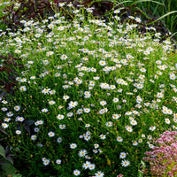 Kalimeris incisa Blue Star - Kaliméris Blue Star - Kaliméris