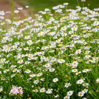 Kaliméris Blue Star - Kalimeris incisa Blue Star - Bakker