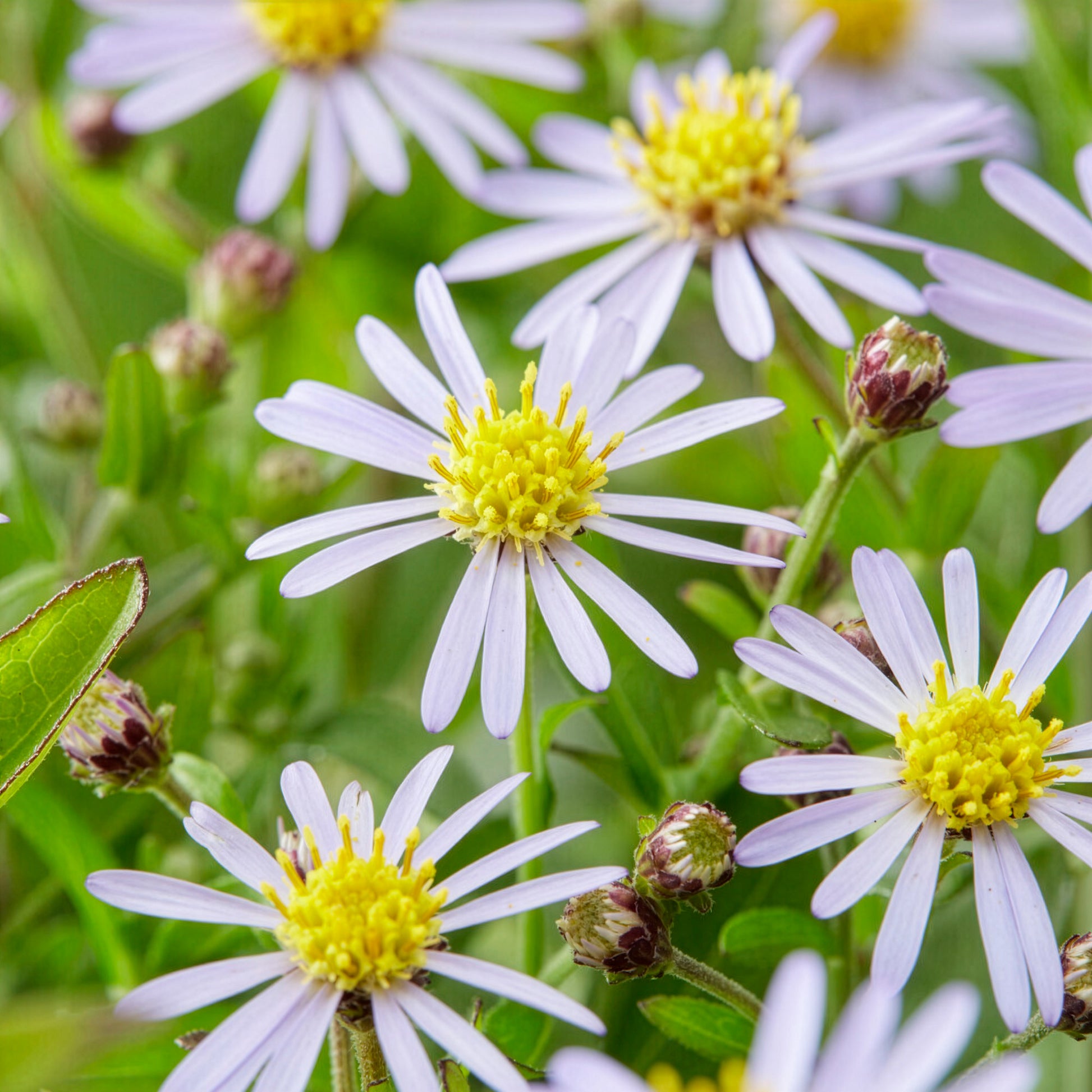 Kaliméris Nana Blue - Kalimeris incisa nana blue - Bakker