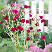 Coquelourde des jardins Gardener's World - Bakker