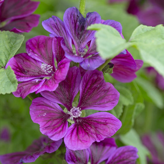 3 Mauves géantes