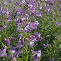 Galane Alice Hindley - Penstemon - Penstemon Alice Hindley - Bakker